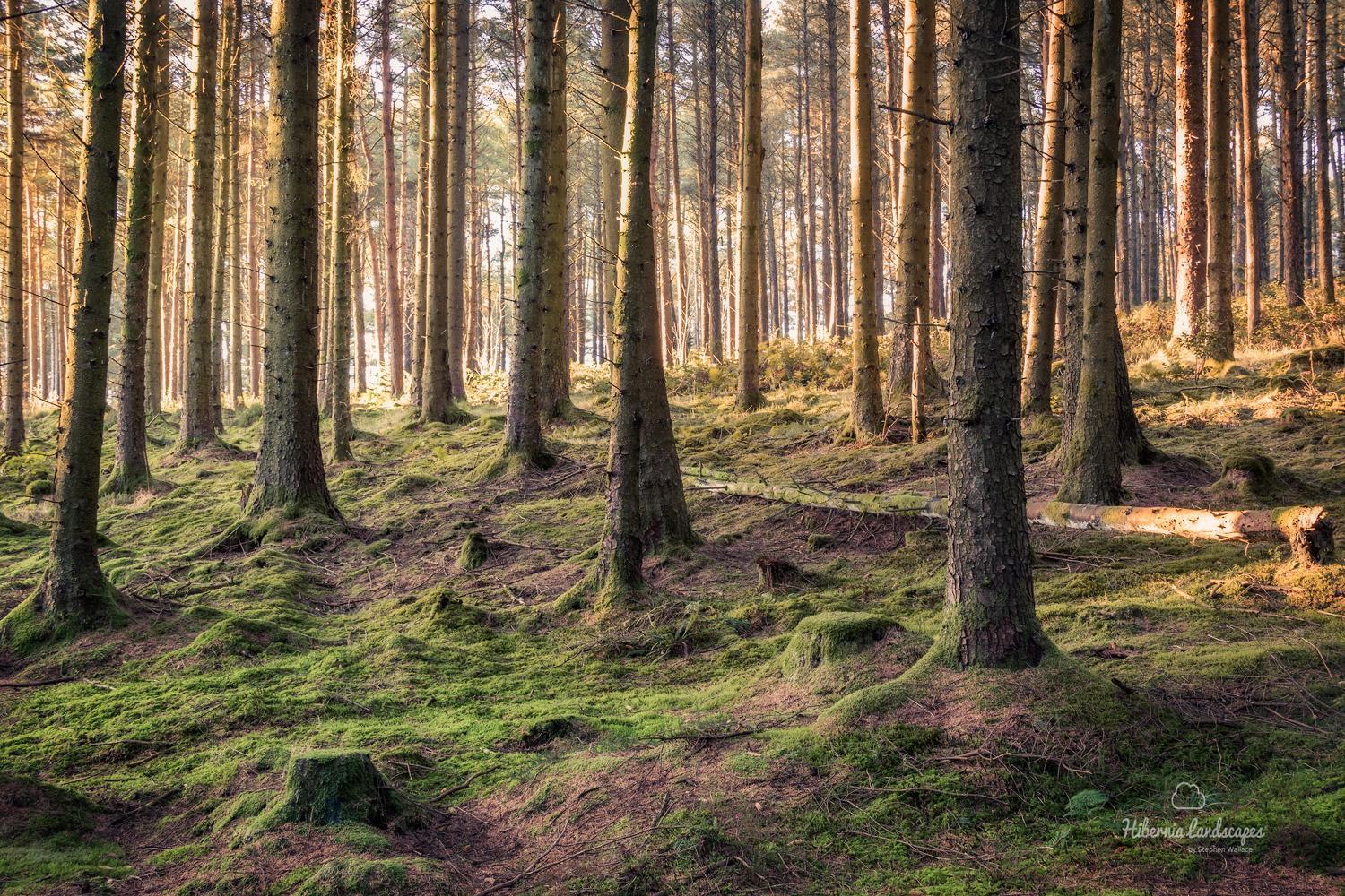 Oakwood Glamping Mourne Mountains Hotel Moyad Buitenkant foto